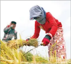  ?? CHIVOAN HENG ?? A rice farmer in Kandal province during last year’s harvest season.