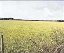  ??  ?? The proposed site of the new Walkers Logistics warehouse at Membury