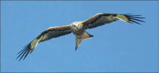  ??  ?? Kites are out and about this spring