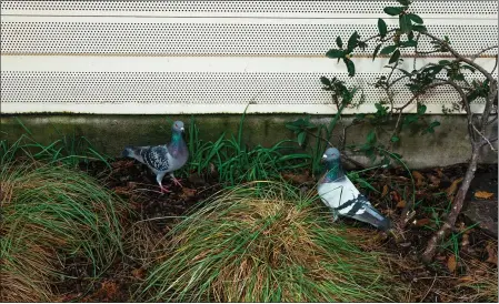  ?? CLARA MOKRI — THE NEW YORK TIMES ?? Pigeons wander around the Noe Valley Town Square in San Francisco on Tuesday. The Noe Valley Town Square remains toilet-free.