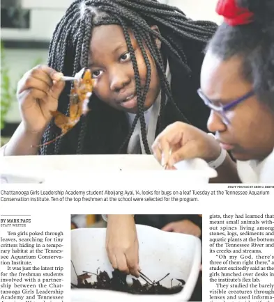  ?? STAFF PHOTOS BY ERIN O. SMITH ?? Chattanoog­a Girls Leadership Academy student Aboijang Ayai, 14, looks for bugs on a leaf Tuesday at the Tennessee Aquarium Conservati­on Institute. Ten of the top freshmen at the school were selected for the program. A student uses tweezers to look for bugs in a container of leaves at the Tennessee Aquarium Conservati­on Institute. Students were given a flier showing different bugs they might find and could compare to their finds.