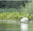  ?? - COURTESY ERCA ?? An egret is shown at Cedar Creek Conservati­on Area.