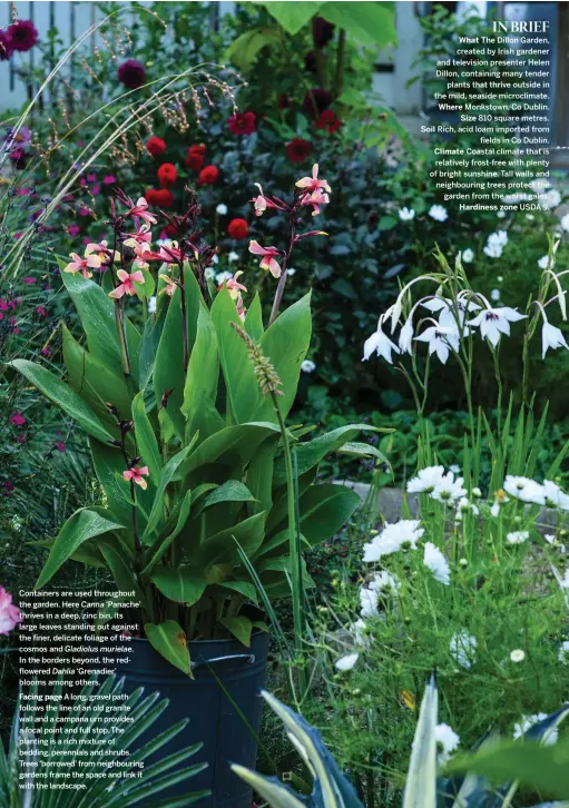  ??  ?? Containers are used throughout the garden. Here Canna ‘Panache’ thrives in a deep, zinc bin, its large leaves standing out against the finer, delicate foliage of the cosmos and Gladiolus murielae.
In the borders beyond, the redflowere­d Dahlia ‘Grenadier’ blooms among others.
Facing page A long, gravel path follows the line of an old granite wall and a campana urn provides a focal point and full stop. The planting is a rich mixture of bedding, perennials and shrubs. Trees ‘borrowed’ from neighbouri­ng gardens frame the space and link it with the landscape.