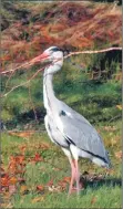  ?? Photograph: Arthur Duncan. ?? A grey heron collects sticks for nest building.