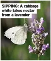  ??  ?? SIPPING: A cabbage white takes nectar from a lavender