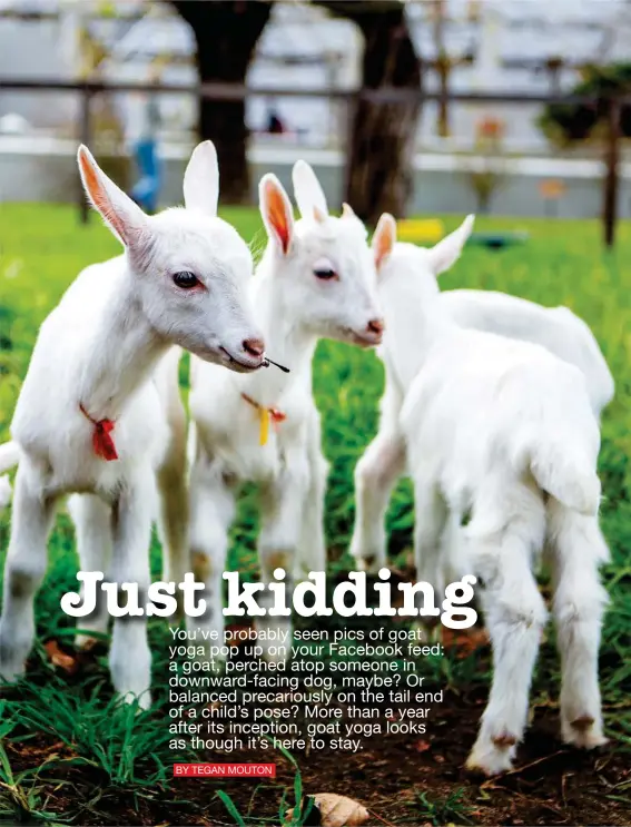 Yoga With Goats? No KiddingYou Gotta See This