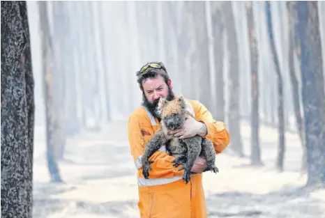 ?? FOTO: DAVID MARIUZ/DPA ?? Dieser Koala hatte Glück: Er konnte von einem Wildtierre­tter geborgen werden. Andere sind in den Bäumen schwerer zu entdecken und sterben in den Flammen.