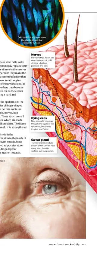  ??  ?? Cells called fibroblast­s make the elastic tissue that supports our skin