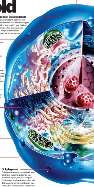  ??  ?? Mitokondri­er
Ribosomer
Glatt endoplasma­tisk retikulum
Kornet endoplasma­tisk retikulum ( dekket av ribosomer)
Disse organellen­e forsyner cellen med energien den trenger til å utføre oppgavene sine. Mengden energi hver enkelt celle bruker, måles i...