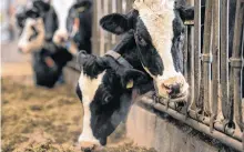  ?? STOCK IMAGE ?? Research will need to address how animals are fed and how these practices affect the quality of dairy products and human health over time, writes food expert Sylvain Charlebois.