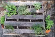  ??  ?? A pallet planting of basil, thyme, dill, sage, chives and other herbs makes an easy-to-harvest display.