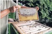  ?? FOTO: MICHAELLE ABTS ?? Im Bienemhote­l bei den Brandhoffs ernten Vater und Sohn sogar ihren eigenen Honig.