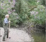  ??  ?? The River Deenagh becomes impassable due to Rhododendr­on