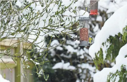  ?? GETTY IMAGES ?? Placing feeders near shrubs or evergreens gives birds the cover they need for protection from predators.