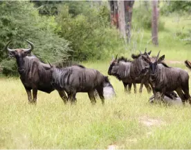  ?? KINDALA MANUEL|EDIÇÕES NOVEMBRO ?? Lei de Bases da Fauna Selvagem prevê a caça sem obrigatori­edade de se ter uma licença