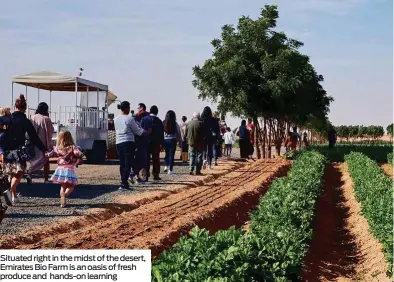  ??  ?? Situated right in the midst of the desert, Emirates Bio Farm is an oasis of fresh produce and hands-on learning