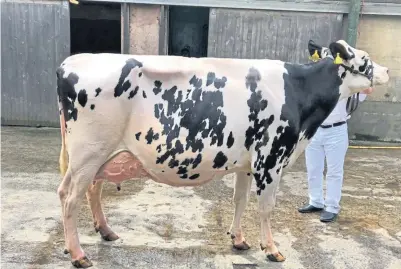  ??  ?? Dairy champion Cauldcoats Samurai Molly 2, a Holstein from Donald Laird, Pathhead.