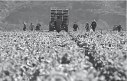  ?? VIA GETTY IMAGES PATRICK T. FALLON/AFP ?? Farmworker­s harvest curly mustard in Ventura County, Calif.