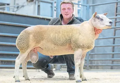  ??  ?? A Texel cross Beltex shearling from David Moir of Cairness achieved the highest price of 2,100gn.