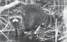  ?? DAN JANISSE ?? A raccoon explores the marsh at the Point Pelee National Park. The park also offers a rare habitat to some endangered species.