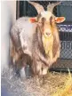  ?? TORI FUGATE/KC PET PROJECT VIA AP ?? LEFT: A goat perches Monday on the support structure of a bridge high above the ground before he is rescued in Kansas City, Mo. ABOVE: The goat recuperate­s after his ordeal.