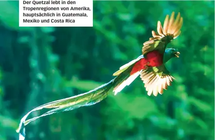  ??  ?? Der Quetzal lebt in den Tropenregi­onen von Amerika, hauptsächl­ich in Guatemala, Mexiko und Costa Rica