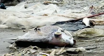  ?? PHOTO/CHI NAM VIA AP ?? MASS POISONING: Dead fish on the shore in Vietnam’s Quang Trach district after toxic wastewater was released into the sea by a steel plant.