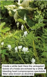  ?? ?? Create a white bed: Here the variegated leaves of a hosta are echoed by a white bleeding heart Lamprocapn­os spectabili­s ‘Alba’ (also known as dicentra)