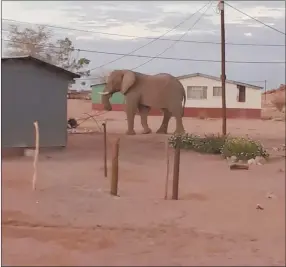  ?? Photo: Nampa ?? Mayhem… An elephant roams around at Sorris Sorris.