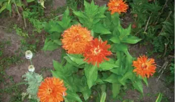  ?? SONIA DAY PHOTOS ?? Zinnia Mighty Lion produces bigger-than-normal flower heads and is looking blooming good in Sonia’s garden.