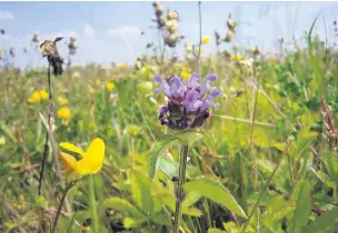  ??  ?? ●●Selfheal has been used in many beneficial ways