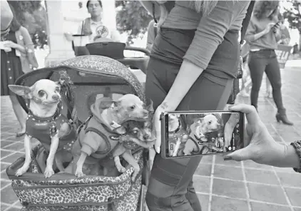  ?? Associated Press ?? ■ A local reporter takes a photo of a group of elderly Chihuahuas as they join protesters with the People for the Ethical Treatment of Animals during fur protest Tuesday at Los Angeles City Hall. Los Angeles would become the largest city in the U.S. to ban the sale of fur products if the City Council approves a proposed law backed by animal activists who say the multibilli­on-dollar fur industry is rife with cruelty.