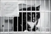  ?? ASSOCIATED PRESS PHOTOS ?? SPIKE, WHO IS UP FOR ADOPTION as a working cat, looks out from its cage at the Animal Care and Control Team of Philadelph­ia (ACCT) facility in Philadelph­ia. Gary (right) sits on a shelf on the retail floor at his new home at the Bella Vista Beer...