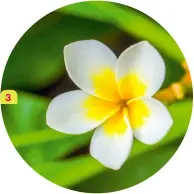  ??  ?? 3. Gros plan sur une fleur de frangipani­er. 3