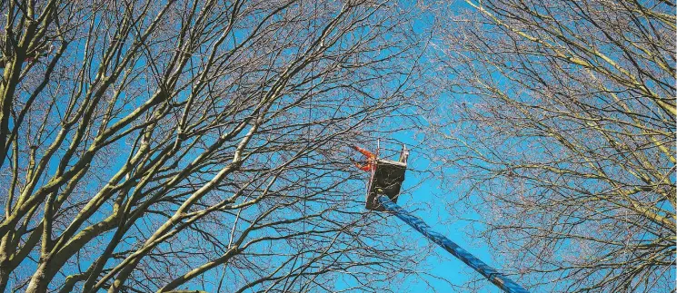  ?? JOSÈ SARMENTO MATOS / THE NEW YORK TIMES ?? A worker with Amey, the private company contracted to fell thousands of dying, diseased and decaying trees in Sheffield, England, prepares a tree for felling.