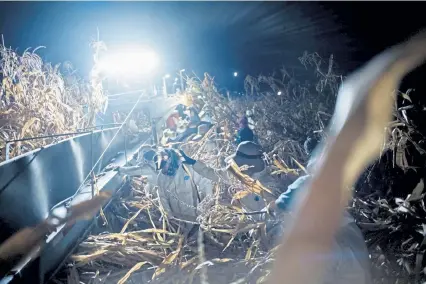  ?? Photos by Brian L. Frank, © The New York Times Co. ?? Workers pick corn in the pre-dawn hours to avoid the heat that comes with late-summer days in California’s San Joaquin Valley on Friday.