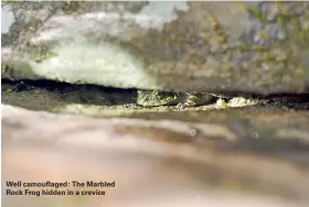  ??  ?? Well camouflage­d: The Marbled Rock Frog hidden in a crevice