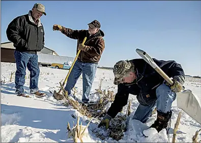  ?? (Minneapoli­s Star Tribune/Elizabeth Flores) ?? Tim Little digs up one of his snowy fields near Faribult, Minn., which are planted with cereal rye, a cover crop, with help from Larry Conrad (left) and Mike Ludwig.