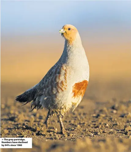  ??  ?? The grey partridge. Numbers have declined by 94% since 1980