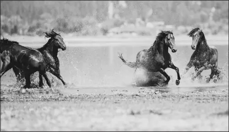  ?? COURTESY NENAH DEMUNSTER ?? Mustangs play in the water at Washoe Lake, north of Carson City, in this photo taken in August 2022.