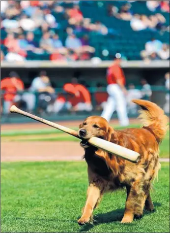  ?? BROOKE LAVALLEY/THE COLUMBUS DISPATCH/THE ASSOCIATED PRESS ?? Jake the Diamond Dog returns a bat from the field while visiting Huntington Park ballpark in Columbus, Ohio, for the Minor League baseball game between the Indianapol­is Indians and the Columbus Clippers. The golden retriever wears the mantle once owned...