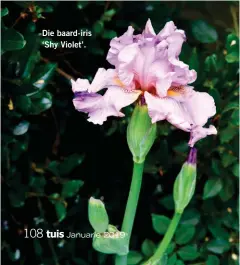  ??  ?? Die baard-iris ‘Shy Violet’.