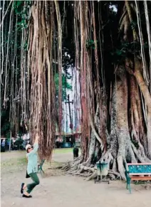  ??  ?? The author tried swinging on overgrown Banyan roots at the Candi Mendut Temple grounds