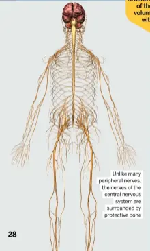  ?? ?? Unlike many peripheral nerves, the nerves of the central nervous system are surrounded by protective bone