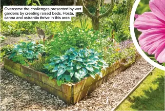  ??  ?? Overcome the challenges presented by wet gardens by creating raised beds. Hosta, canna and astrantia thrive in this area