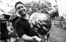  ?? Bernama pic ?? Dzulkarnai­n showing a Norwich Cropper pigeon in Kajang. —