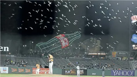  ?? THE ASSOCIATED PRESS FILES ?? Former Giants relief pitcher George Kontos stands on the mound last month as seagulls fly over AT&T Park in the 11th inning of a game in San Francisco. The birds usually feed at the dumps, but marine biologists say recent efforts taken there to bury...