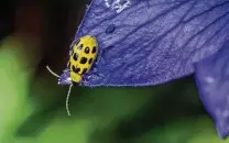  ?? IStockphot­o ?? Cucumber beetles that feed on greens can be controlled with malathion or organic insecticid­es.