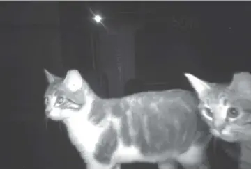  ??  ?? Cats photograph­ed in 2018 by a motion-triggered game camera used in a US$1.5 million, three-year effort to document the lives of the cats in the District.