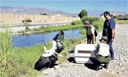  ?? Foto: Junta de Andalucía ?? Bei den beiden ausgewilde­rten Exemplaren handelte es sich um Weißstörch­e.